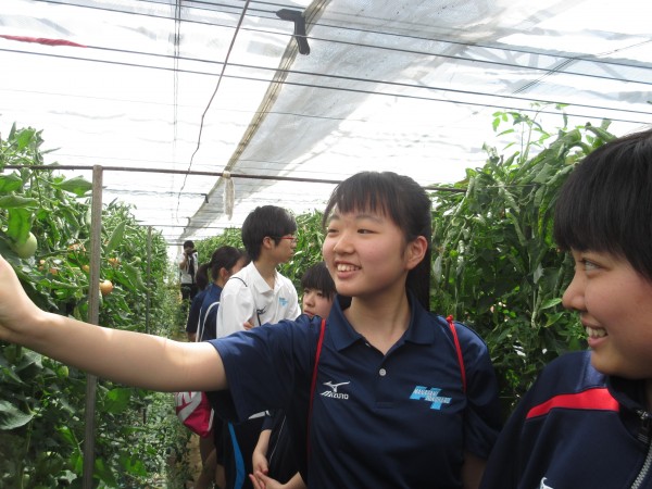 食育実践科２学年　トマト収穫体験