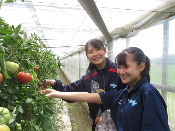 食育実践科２学年　トマト収穫体験