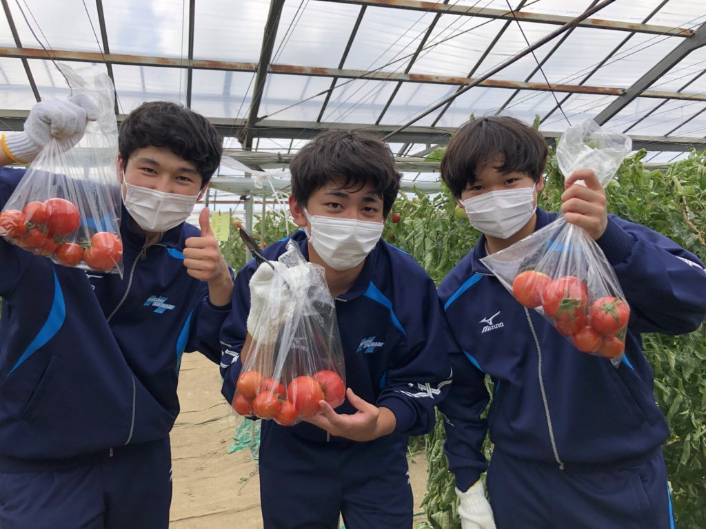 トマト収穫体験