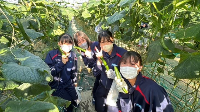 食育実践科１年生　胡瓜の収穫体験