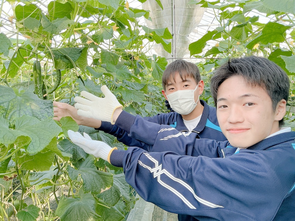 令和７年度　胡瓜収穫体験～加須市内の農家さんにて～
